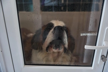 Этот пес нуждается в спецкорме, в перерасчете на деньги это около 20 тысяч в месяц | Источник: Александр Ощепков / NGS.RU