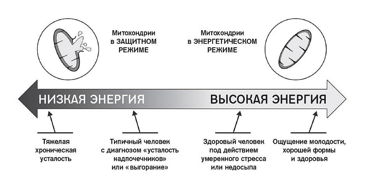 Зачем человеку нужны митохондрии и как понять, что они находятся в стрессе?