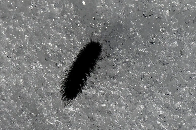 В Петербурге на снегу появились гусеницы