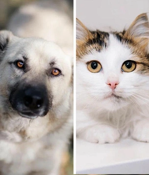 Котопёс недели: нежная кошка Катта и жизнерадостный пёс Зефир ждут встречи со своими хозяевами