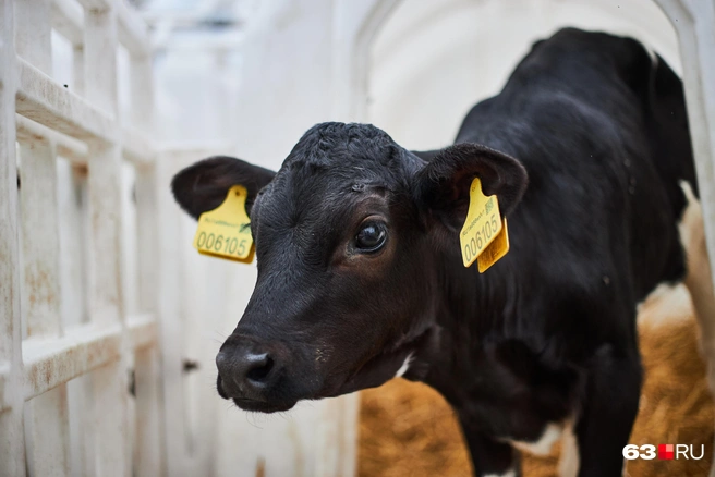 Источник: Роман Данилкин / 63.RU