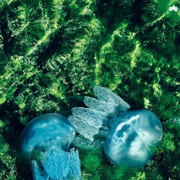 Источник: Бельбекская долина. Крым / Vk.com