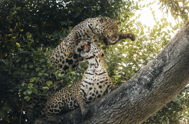 Лучшие фото дикой природы: оцените работы победителей престижного конкурса Wildlife Photographer of the Year 2026 | Источник: Zenya Lepper / Wildlife Photographer of the Year 2026