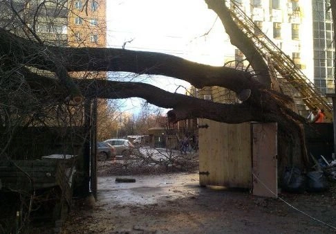 Упавшее дерево на Введенской жители вывезут за свой счет | ya62.ru