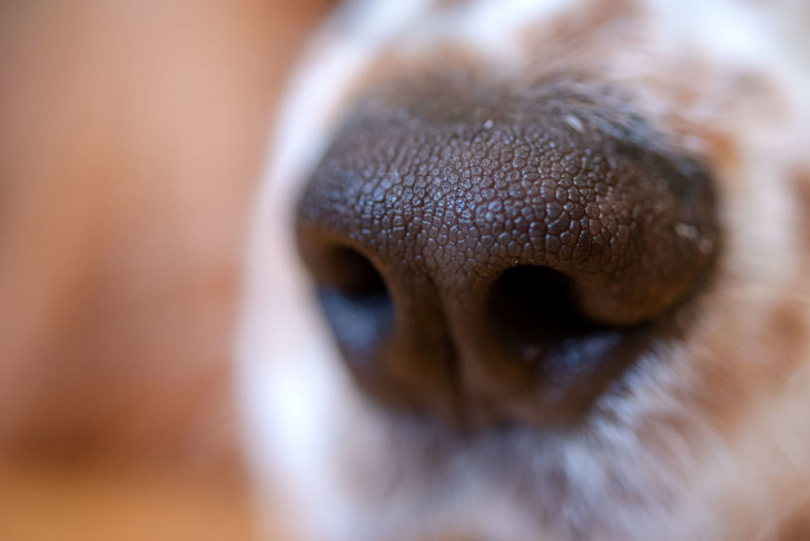 Создана программа, которая узнает собаку по отпечатку носа