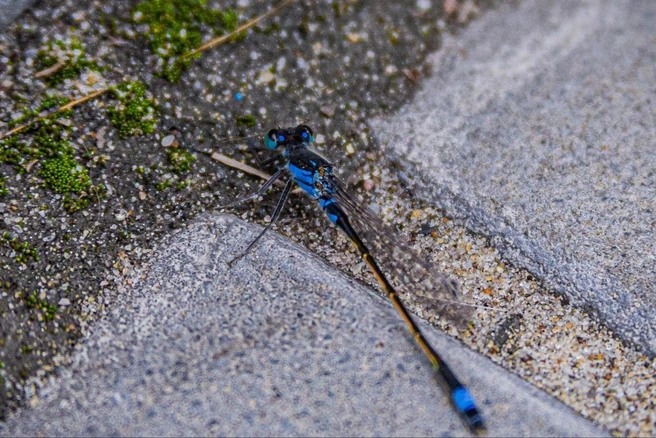 Попрыгунья-стрекоза только сейчас поняла, что пропела красное лето | Источник: Алексей Сапицкий 