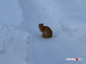Рыжий кот был стеснительным | Источник: Андрей Бирюков / UFA1.RU