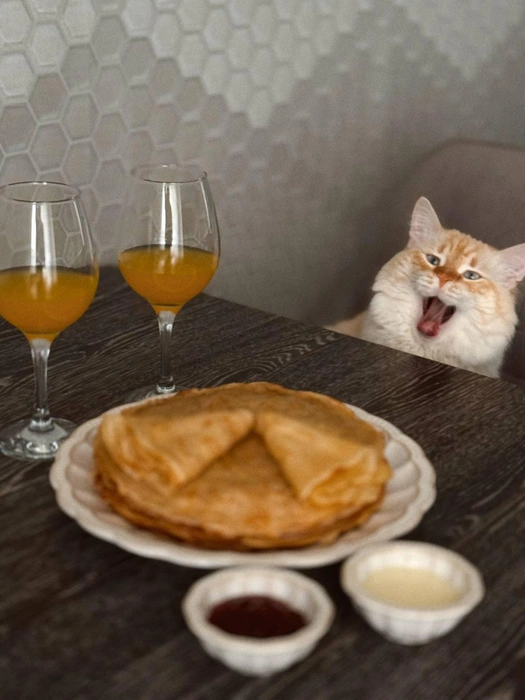 Все коту Масленица | Источник: читатель 63.RU 