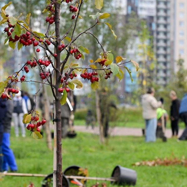 Источник: ООО «Сэтл Групп»