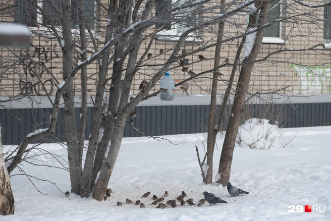 Птиц действительно становится меньше в городах | Источник: Иван Митюшёв / 29.RU 