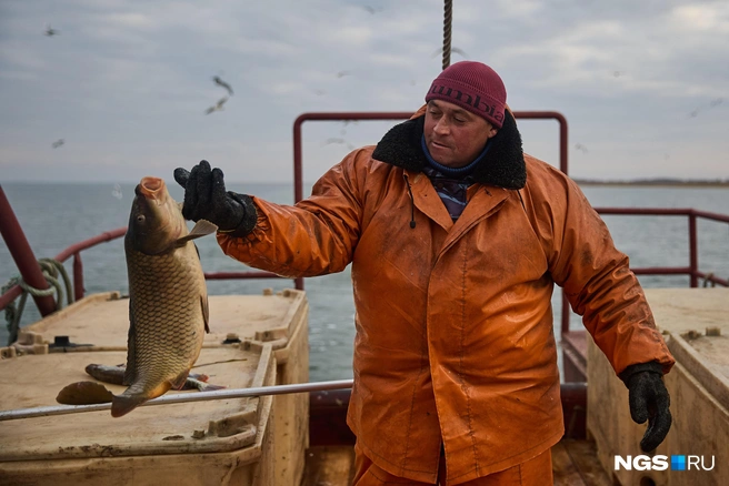 Это далеко не самый крупный сазан, что попадался Александру Бойкову и его коллегам. Но с непривычки размер рыбы все равно впечатляет | Источник: Александр Ощепков / NGS.ru
