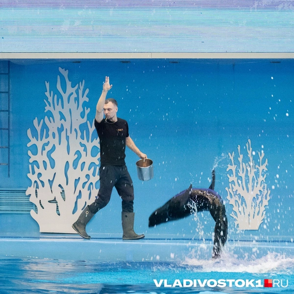 Источник: Елена Буйвол / VLADIVOSTOK1.RU