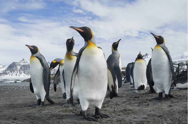 Повелители Антарктики и не только: 7 мест на планете, где можно встретить пингвинов