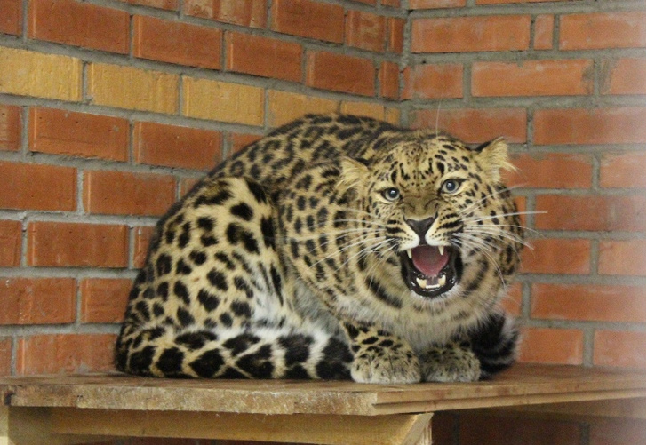 Дальневосточные леопарды в Красноярске