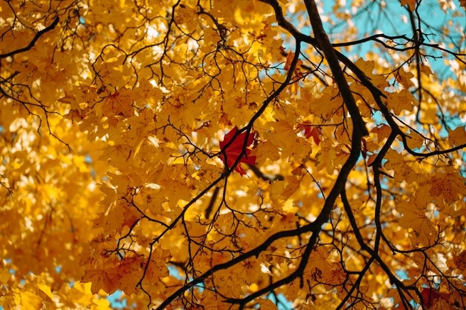 Ботанический сад зовёт на осенний Фестиваль клёна | Источник: Goncharova Natalia