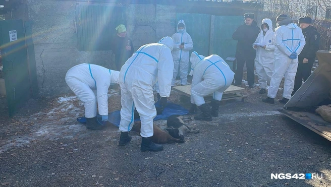 Источник: Лера Городецкая / NGS42.RU