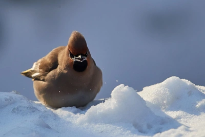 Избегайте хлеба и семечек: чем кормить птиц зимой