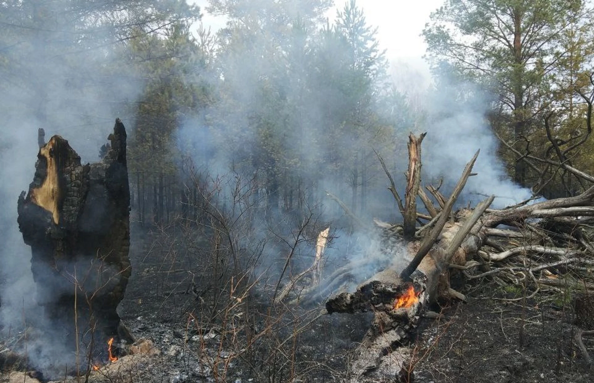 Сгорит или згорит. Пожар в национальном парке Зигальга. Пожар в лесу. Лес после пожара. Пожар фото.