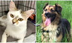 Котопёс недели: ласковая кошка Шарлотта и благовоспитанный пёс Рябчик ищут дом