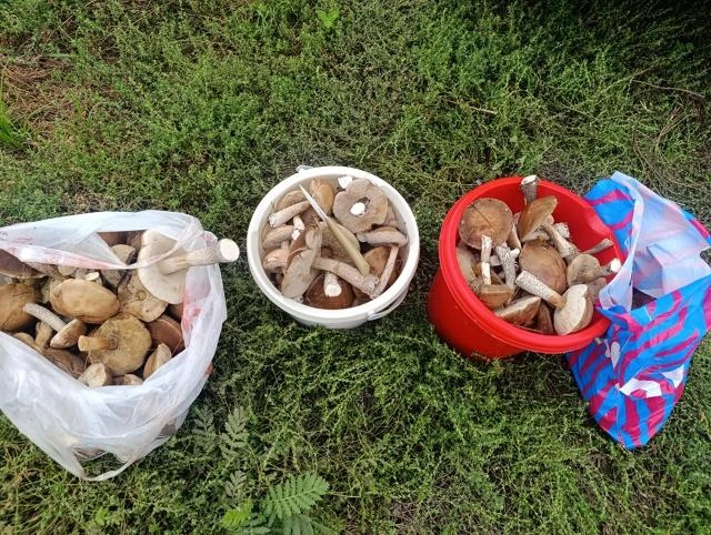 Подосиновики и подберезовики обильно растут в лесах на границе Московской и Рязанской областей, а также в Ступинском и Раменском районах. | Источник: Алексей Башкин / Грибы в Подмосковье 2025 / VK.com