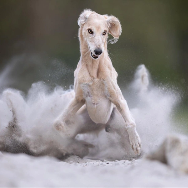 Источник: International Pet Photography Awards