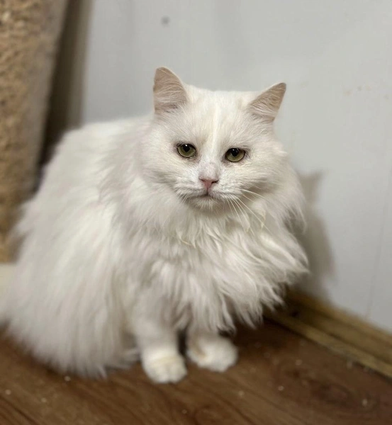 Источник: приют «Бирюлево»