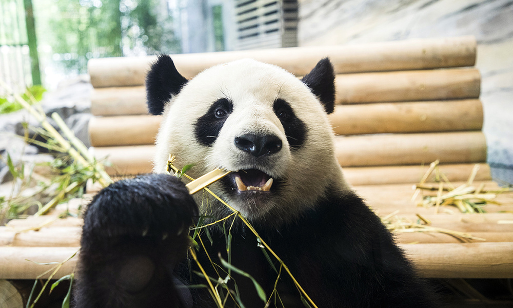 Панда стоит. Панды жуи и диндин. Pandas open. Большая панда или бамбуковый медведь. Медвежонок панда.