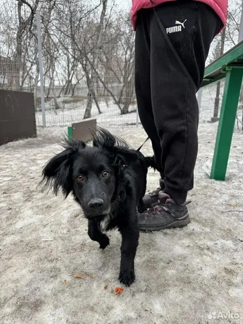 Поэтому пес пугливый и застенчивый | Источник: сайт «Авито»