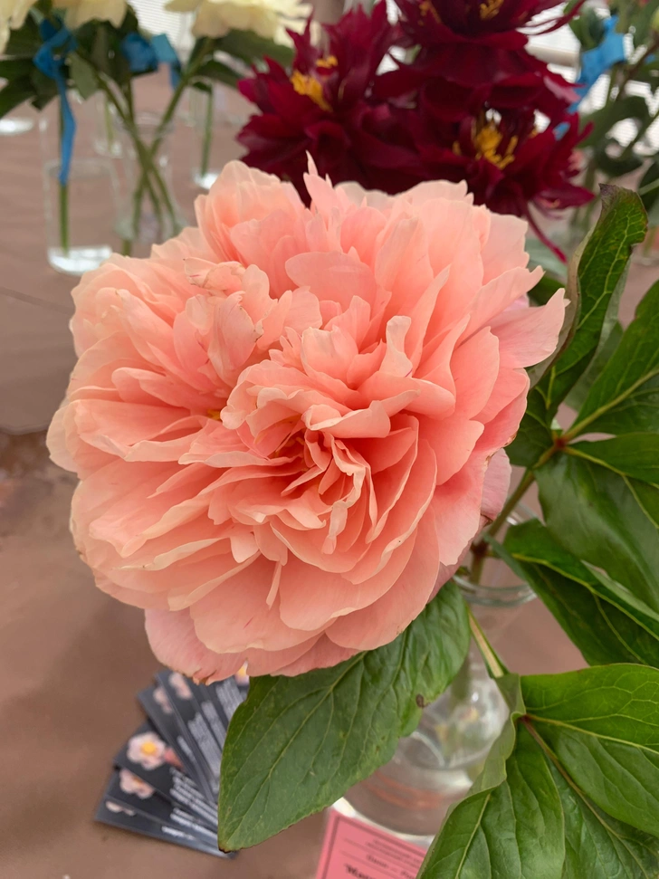 Пион Marcus Aurelius | Источник: Octirium