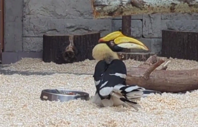 Анализы взяли, уколы сделали. Как чувствует себя птица-носорог Шанти после возвращения в Ленинградский зоопарк | Источник: Ленинградский зоопарк