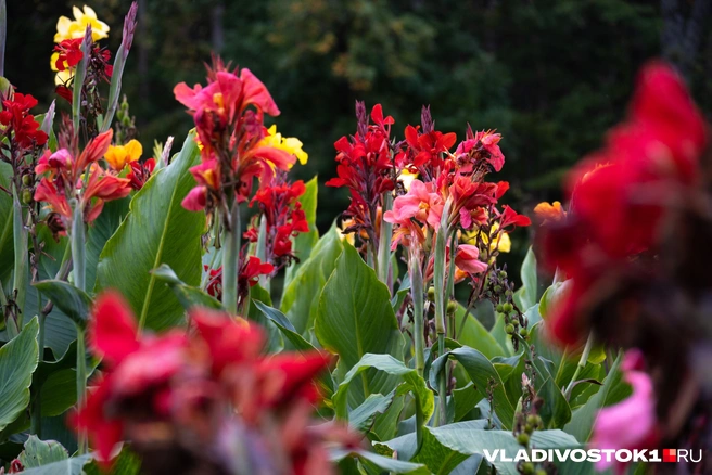 Источник: Елена Буйвол / VLADIVOSTOK1.RU