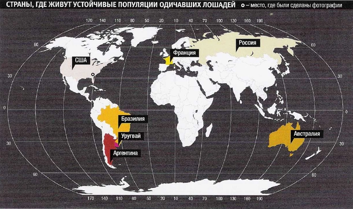 Американские репатрианты: как лошади вернулись на свою историческую родину