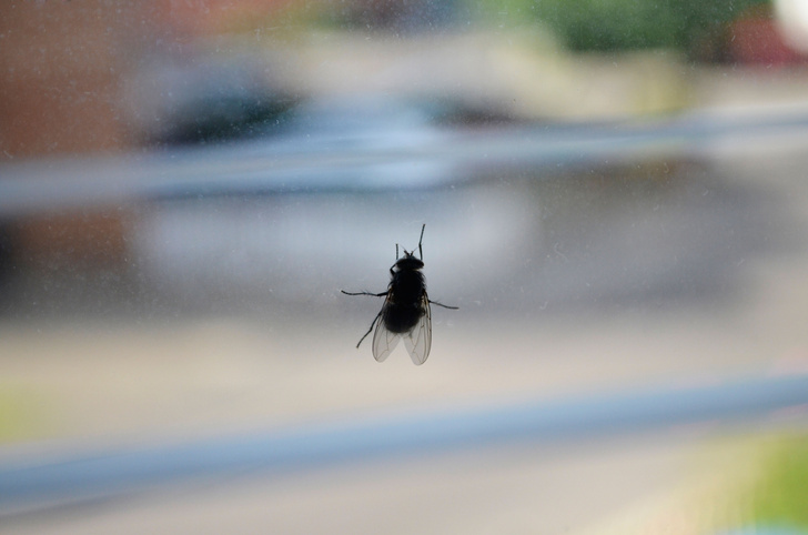 Почему муха упорно бьется в стекло, если рядом открытая секция окна?