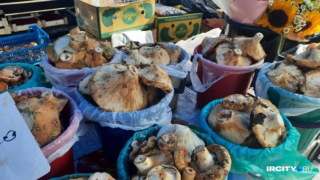 Это «улов» из окрестностей Аршана | Источник: Виктор Лучкин / «ИрСити»