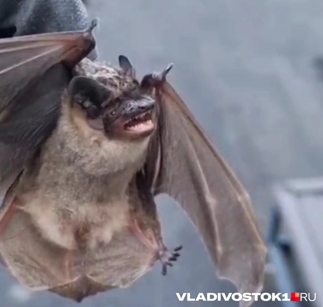 Летучая мышь оказалась совсем небольшой | Источник: отправлено читательницей