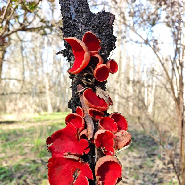 Источник: Антон Кубышкин / Грибы и Грибники СПб