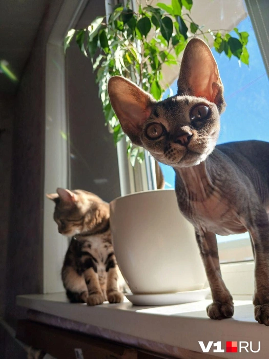 Эти красавцы передают привет читателям V1.RU | Источник: читатели V1.RU