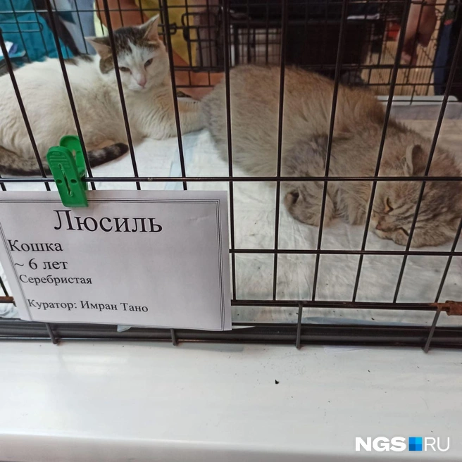 Шпуля и Люсиль | Источник: Рихарда Лем / NGS.RU