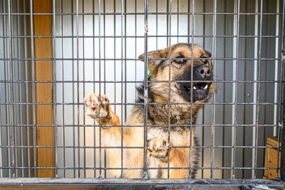 Волонтер объяснила подкормку собак в СНТ