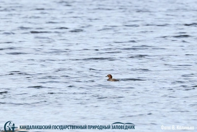 Новый вид птицы зарегистрирован на юге Мурманской области