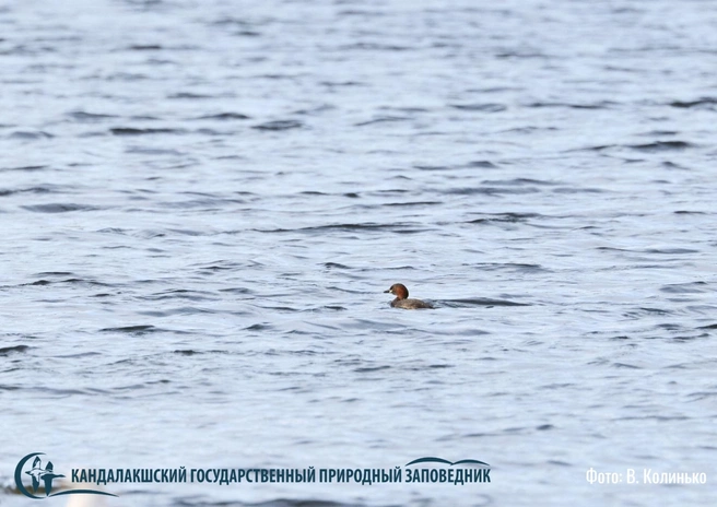 Встречу зарегистрировали 26 мая | Источник: ФГБУ Кандалакшский природный заповедник / Vk.com