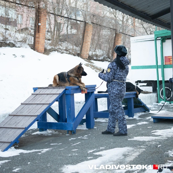 Источник: Елена Буйвол / VLADIVOSTOK1.RU