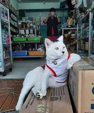 30 фотографий котов — хозяев магазинов