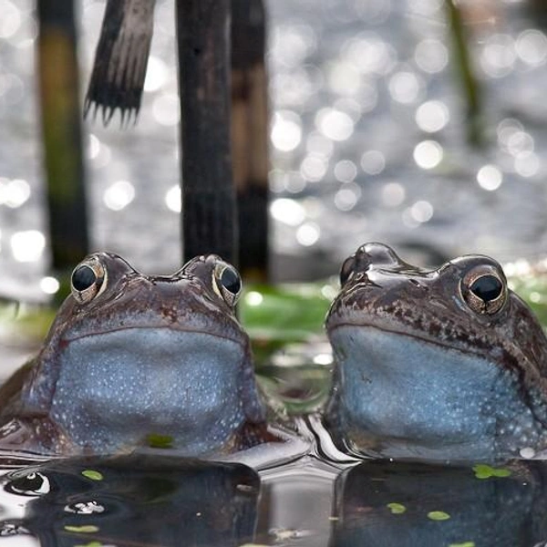 Источник: Jari Heikkinen / Vuoden Luontokuva 2010