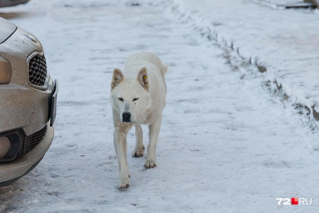Не смогла пройти мимо дружелюбного белого пса в Чугунаево Нижнетавдинского района | Источник: Ирина Шарова / 72.RU
