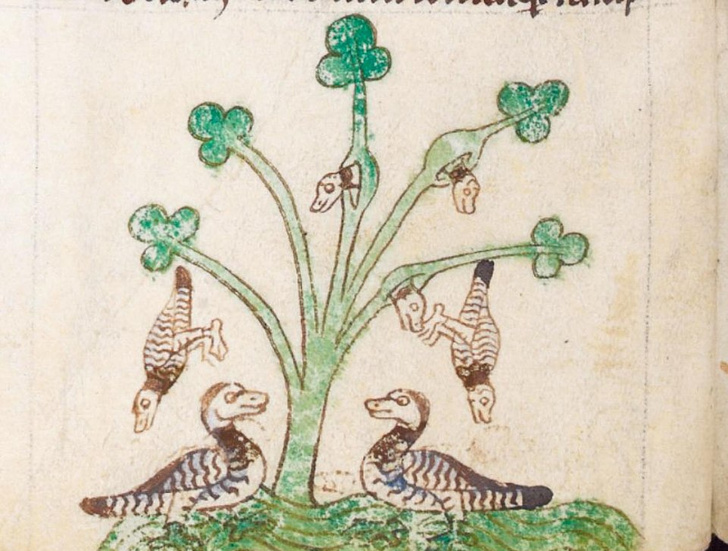 Почему в Средние века люди считали, что птицы казарки растут на деревьях
