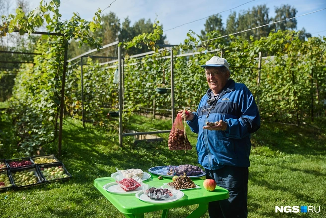 Часть улиток Анатолий Степанович помещает в холодильник, чтобы потом получить потомство | Источник: Александр Ощепков / NGS.RU