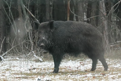 Кабаны Самарской области стали агрессивными из-за гона