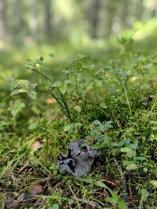 Второй гриб | Источник: Дарья Черкасская 