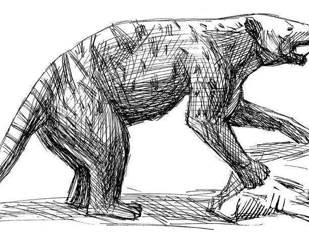 Сумчатый лев Thylacoleo carnifex | Источник: из книги Станислава Дробышевского «Борьба за обед»